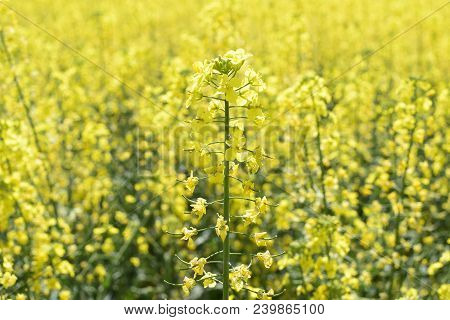 Rapeseed Field. Background Of Rape Blossoms. Flowering Rape On The Field