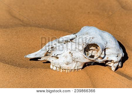 Close Up Skull Of Sheep Lying In Sand In Desert. Murraine Or Famine Concept