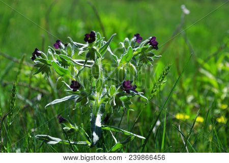 Spring Meadow With Flowers Of Nonea Pulla
