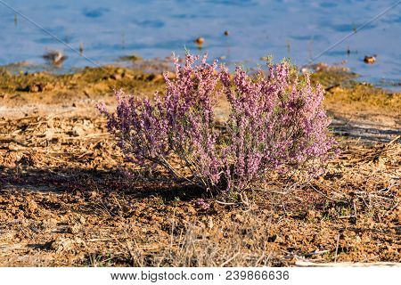 Beautiful Bush Of Tamarix Blossoming On Sea Shore