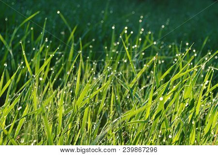 Wet Grass At Dawn With Dew Drops And Spider Webs