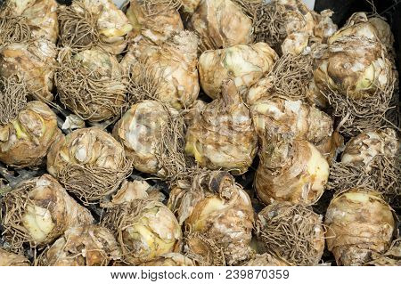 Alium Flower Bulbs. Top Wiev Closeup Photography