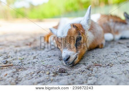 A Young Goat Lies In The Tree Shadow