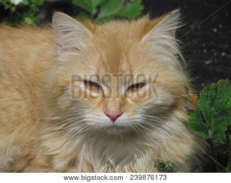 Beige Tomcat With Yellow Amber Eyes. Bored Cat In Garden. Cat Close Up Protrait. Domestic Animal Pho