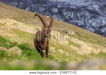 Ibex, Range Of Mont Blanc. French Alps