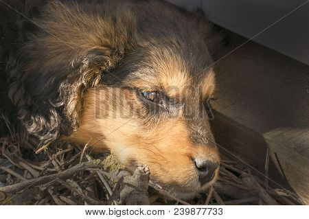 Portrait Of Wailful Dog On Floor Outdoor. Nice Brown And Black Pet With Dark Eyes Looking Aside With