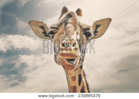 Happy Giraffe Sticking His Tongue Out, Nairobi, Kenya