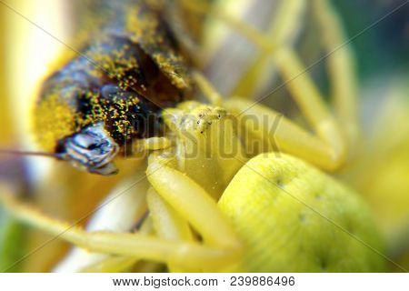 Yellow Spider With Prey Close-up Background, Predatory Insect On Hunting Close Up