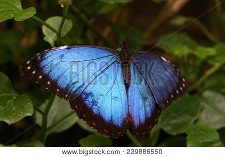 A Beautiful Purple Butterfly In Green Leaves