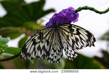 A Colourful Butterfly Perched On A Branch