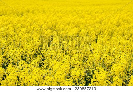 Rapeseed Field. Background Of Rape Blossoms. Flowering Rape On The Field