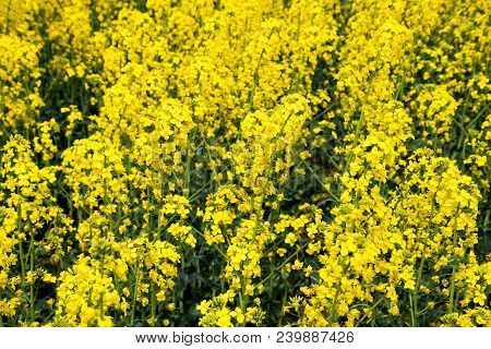 Rapeseed Field. Background Of Rape Blossoms. Flowering Rape On The Field