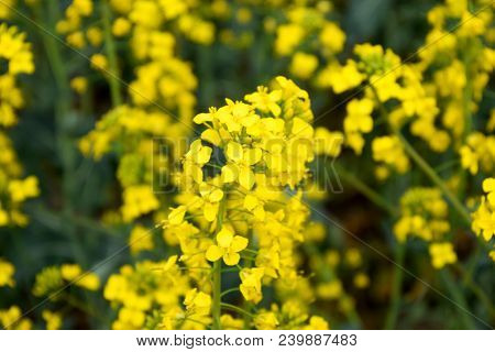 Rapeseed Field. Background Of Rape Blossoms. Flowering Rape On The Field