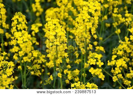 Rapeseed Field. Background Of Rape Blossoms. Flowering Rape On The Field