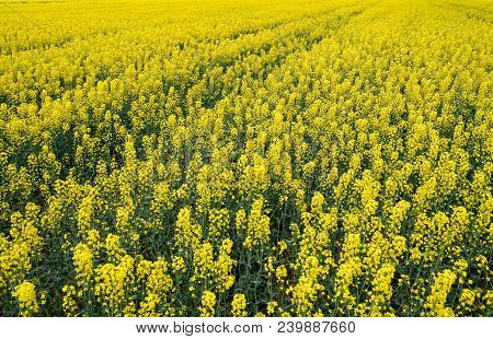 Rapeseed Field. Background Of Rape Blossoms. Flowering Rape On The Field