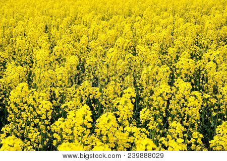 Rapeseed Field. Background Of Rape Blossoms. Flowering Rape On The Field