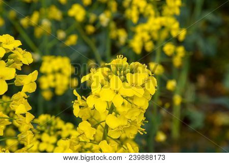 Rapeseed Field. Background Of Rape Blossoms. Flowering Rape On The Field