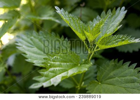 A Bunch Of Common Nettles In The Ground