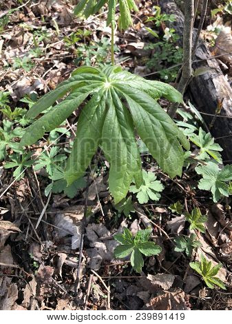 Podophyllum Peltatum Or May Apple Plants On A Forest Floor In Early Bloom