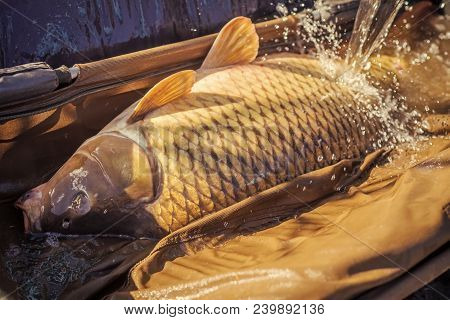 Carp Fishing, Angling, Fish Catching, Capture. Big Fish Catch In Water On Sunny Day. Alive Carp In W