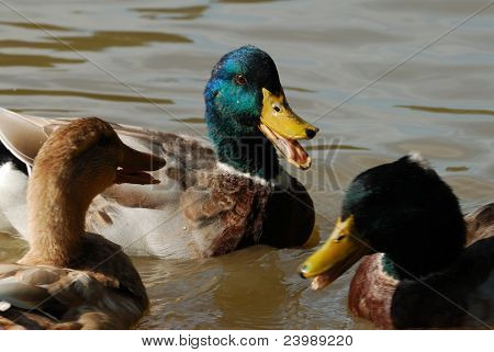 Duck Tales