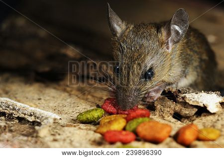 Rat Eating Feed On Wood Texture Background