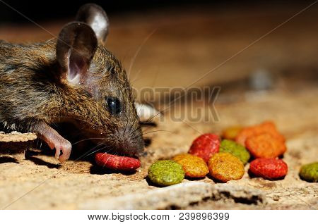 Rat Eating Feed On Wood Texture Background
