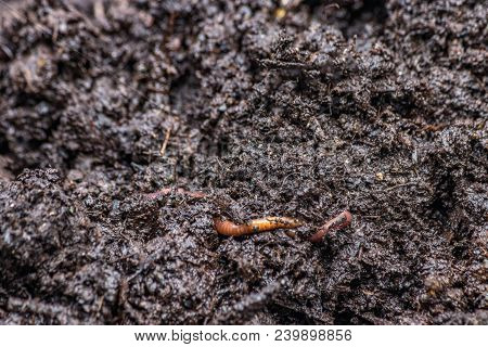 Small Red Worm On Rich Dark Earth
