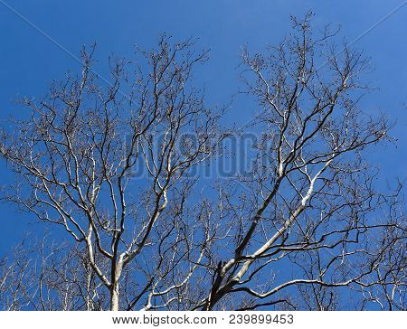 White And Brown Branches Of An American Sycamore Tree Silhouetted Against A Blue Sky.