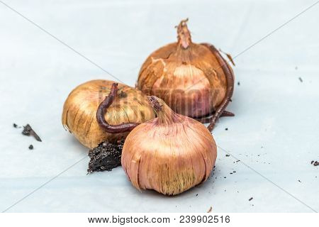Onions With Worms And Dirt On White Background
