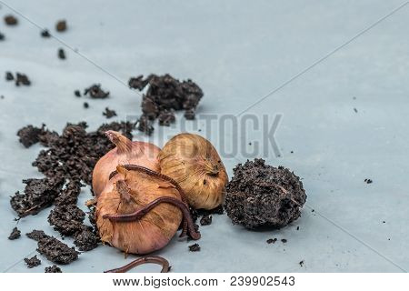 Onions With Worms And Dirt On White Background