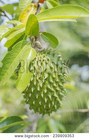 Soursop Tree Or Prickly Custard Apple. (annona Muricata L.) Plant For Treatment Of Carcinoma, Medici