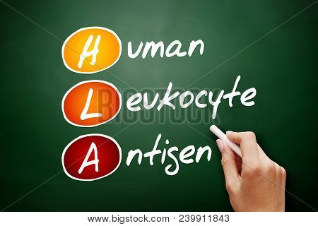 Hla - Human Leukocyte Antigen Acronym, Health Concept On Blackboard