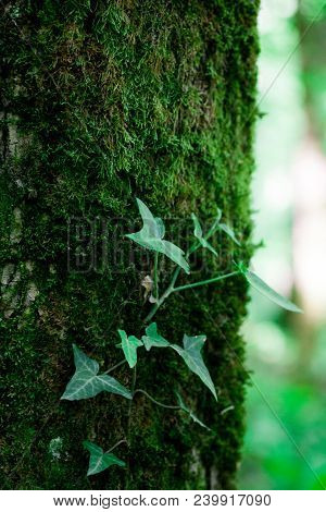Green Ivy Braided By Suckers Over The Bark Of An Old Tree In The Forest