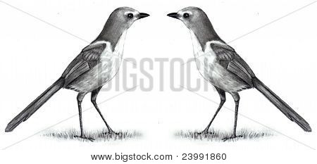 Disegno a matita di due Scrub Jays faccia a faccia