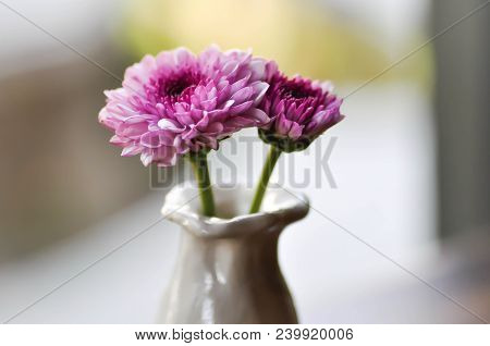 Purple Flower Or Chrysanthemum Or Dendranthemum Grandifflora Flower