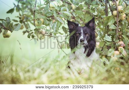 Dog Under The Apple Tree. Black And White Border Collie Waiting In Orchard.