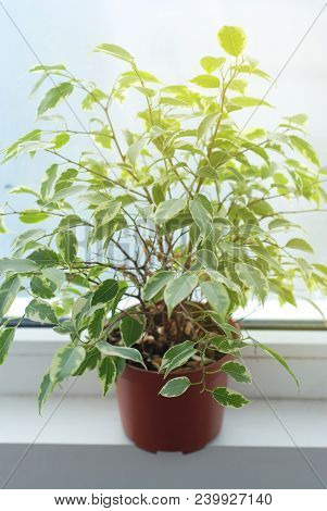 Ficus Benjamina. Decorative Flower, At Window Selective Focus