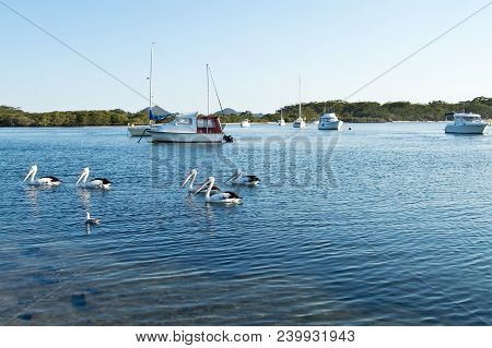 Pelicans And Boats On Myall Lake In Australia.
