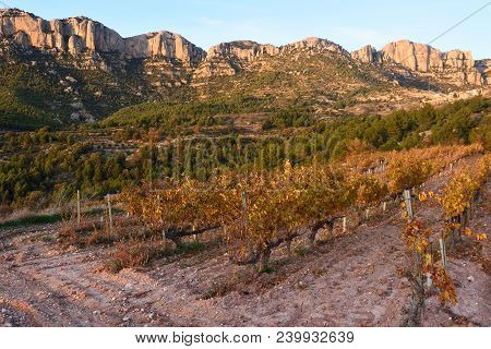 Sunset In The Vineyards Of The Priorat Near De Village Of Morera De Montsant, Tarragona Province, Ca