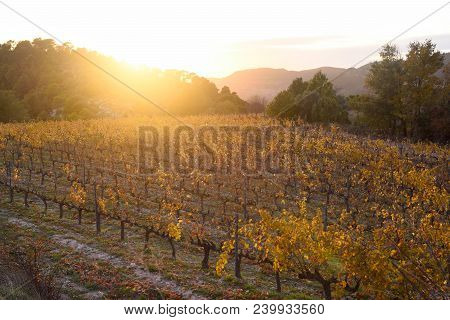 Sunset In The Vineyards Of The Priorat Near De Village Of Morera De Montsant, Tarragona Province, Ca