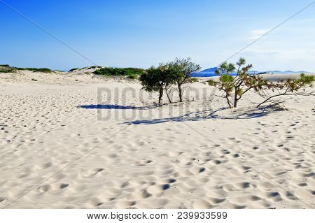 Sand Dunes In Myall Lakes In Australia.