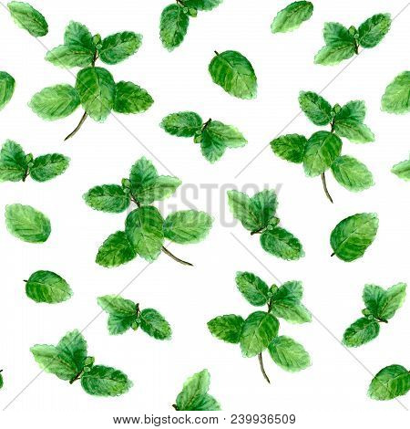 Mint Herb Spice Leaves Seamless Pattern On White Background. Watercolor Hand Drawn Botanical Illustr