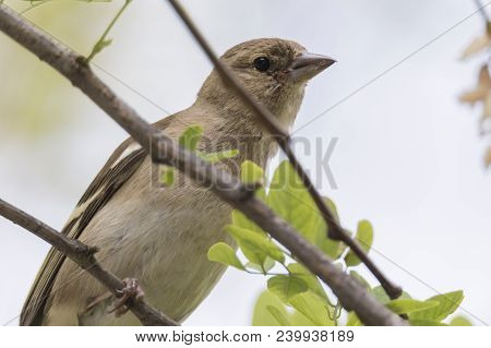 Carpospiza Brachydactyla Flounder Lagia Light Bird On Tree