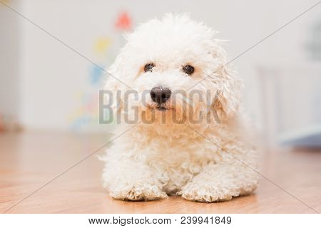 A Dog Of Bichon Frize Breed Of White Color Lies On The Floor