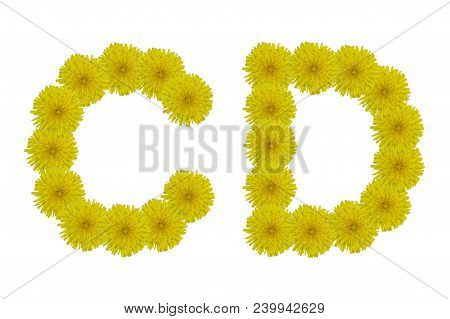 Floral Letters C, D Isolated On White Background. Latin Alphabet Made Up Of Alife Real Yellow Flower