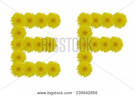 Floral Letters E, F Isolated On White Background. Latin Alphabet Made Up Of Alife Real Yellow Flower