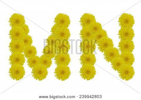 Floral Letters M, N Isolated On White Background. Latin Alphabet Made Up Of Alife Real Yellow Flower