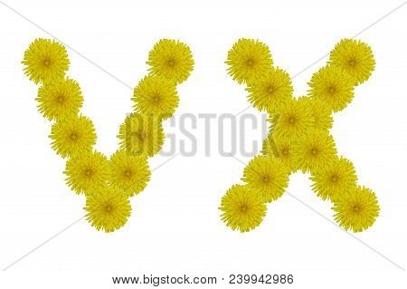 Floral Letters V, X Isolated On White Background. Latin Alphabet Made Up Of Alife Real Yellow Flower