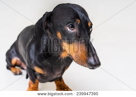 Dog Of The Breed Of Dachshund, Black And Tan, Looks Guilty And Scary To His Master, On A Gray Backgr